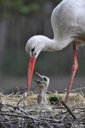 Tierpark Nordhorn