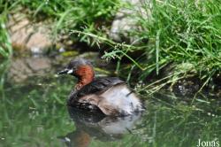 Tierpark Nordhorn