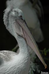 Zoo de Maubeuge