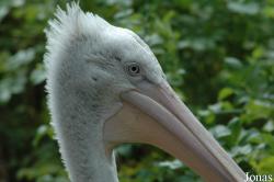 Pelecanus crispus
