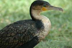 Phalacrocorax carbo lucidus
