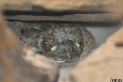 Cactus en Reptielenhuis De Drakenwereld