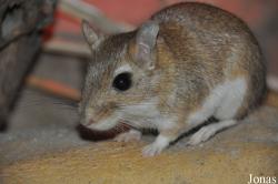Meriones persicus