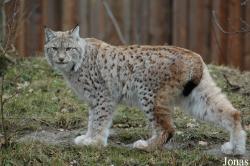 Lynx lynx lynx