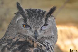 Bubo bubo turcomanus