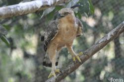 Nisaetus nipalensis