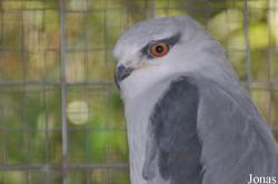 Elanus axillaris