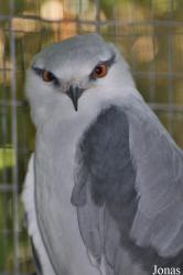 Kuala Lumpur Bird Park