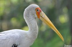 Kuala Lumpur Bird Park