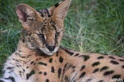 Felinae
