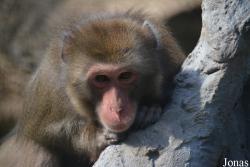Macaca fuscata