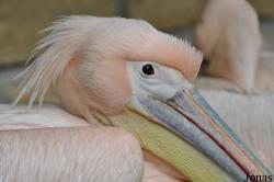 Pelecaniformes