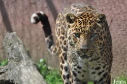 Panthera pardus shortridgei