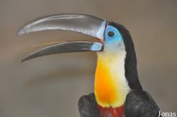 Ramphastos vitellinus