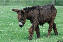 Equus asinus