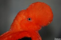 Rupicola peruvianus sanguinolentus