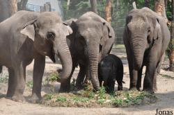 Dierenpark Amersfoort
