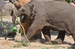 Dierenpark Amersfoort