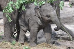 Dierenpark Amersfoort