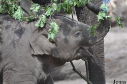 Dierenpark Amersfoort