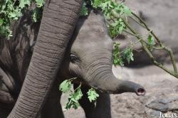 Dierenpark Amersfoort