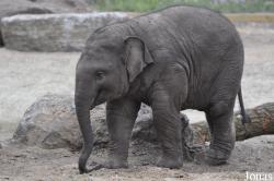 Dierenpark Amersfoort
