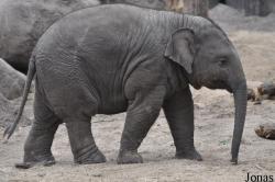 Dierenpark Amersfoort
