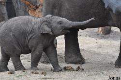 Dierenpark Amersfoort