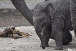 Dierenpark Amersfoort