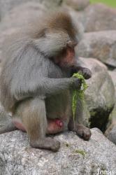 Dierenpark Amersfoort