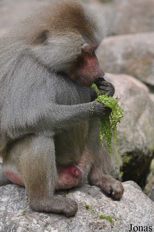 Dierenpark Amersfoort
