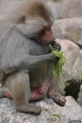Dierenpark Amersfoort