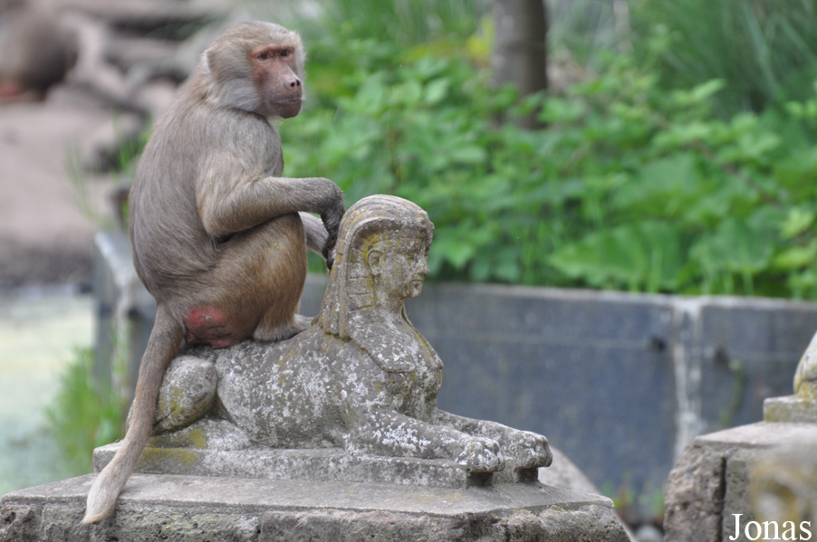 Dierenpark Amersfoort