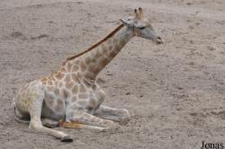 Dierenpark Amersfoort