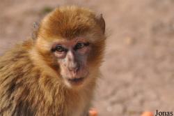 Macaca sylvanus