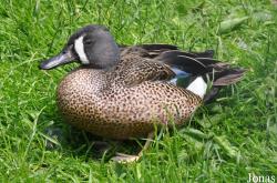 Wilhelminapark Sneek