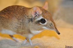Elephantulus rufescens