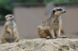 Kölner Zoo