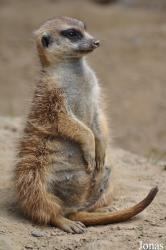 Kölner Zoo