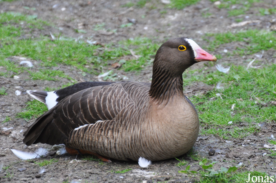 Kölner Zoo
