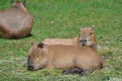 Kölner Zoo