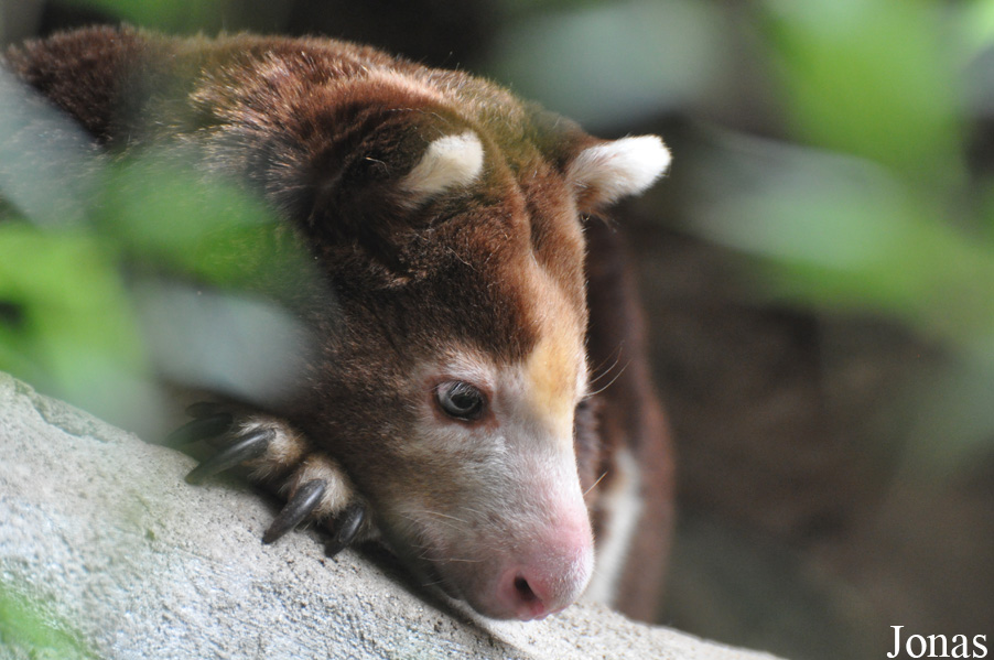 Kölner Zoo
