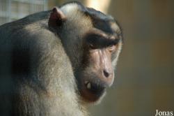 Parc Zoologique du Bois d'Attilly