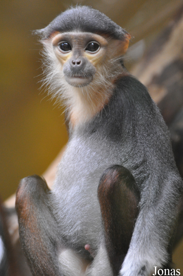 Kölner Zoo
