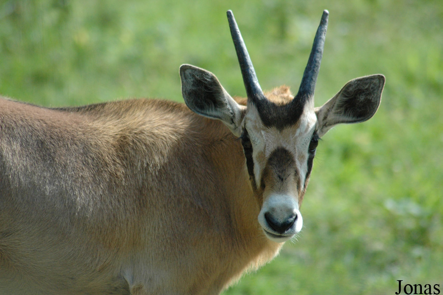 Parc Zoologique du Bois d'Attilly