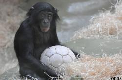 Kölner Zoo
