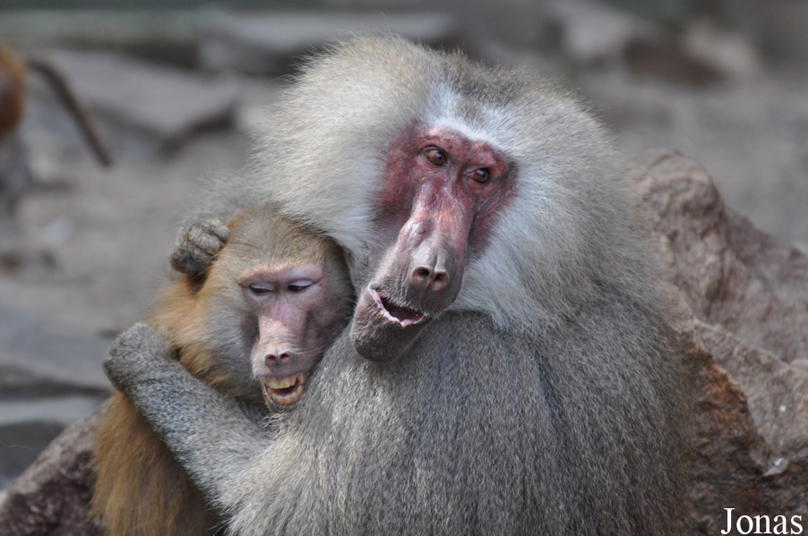 Kölner Zoo