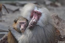 Kölner Zoo
