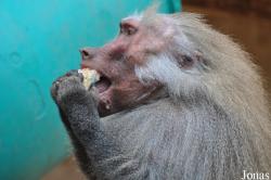 Kölner Zoo