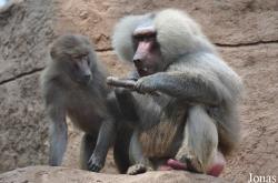 Kölner Zoo
